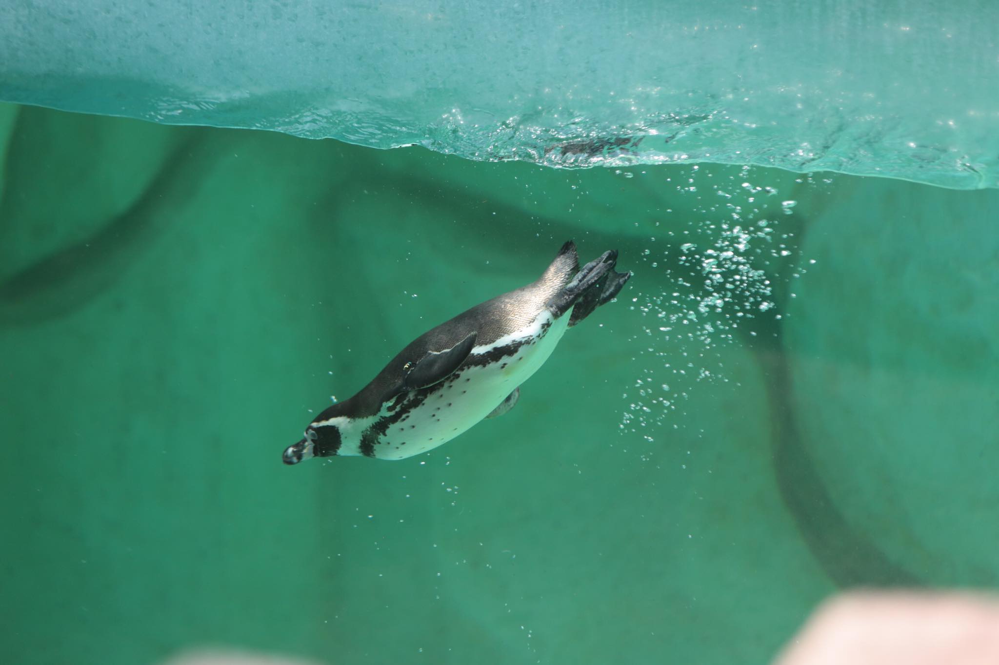 Nace el primer bebé pingüino en el zoológico La Aurora