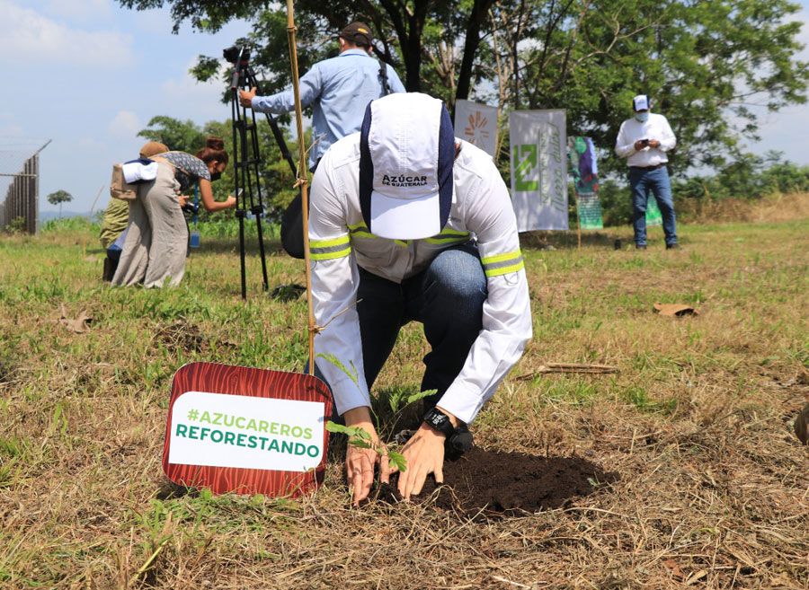 Ingenios azucareros sembrarán más de 900 mil árboles en 2021