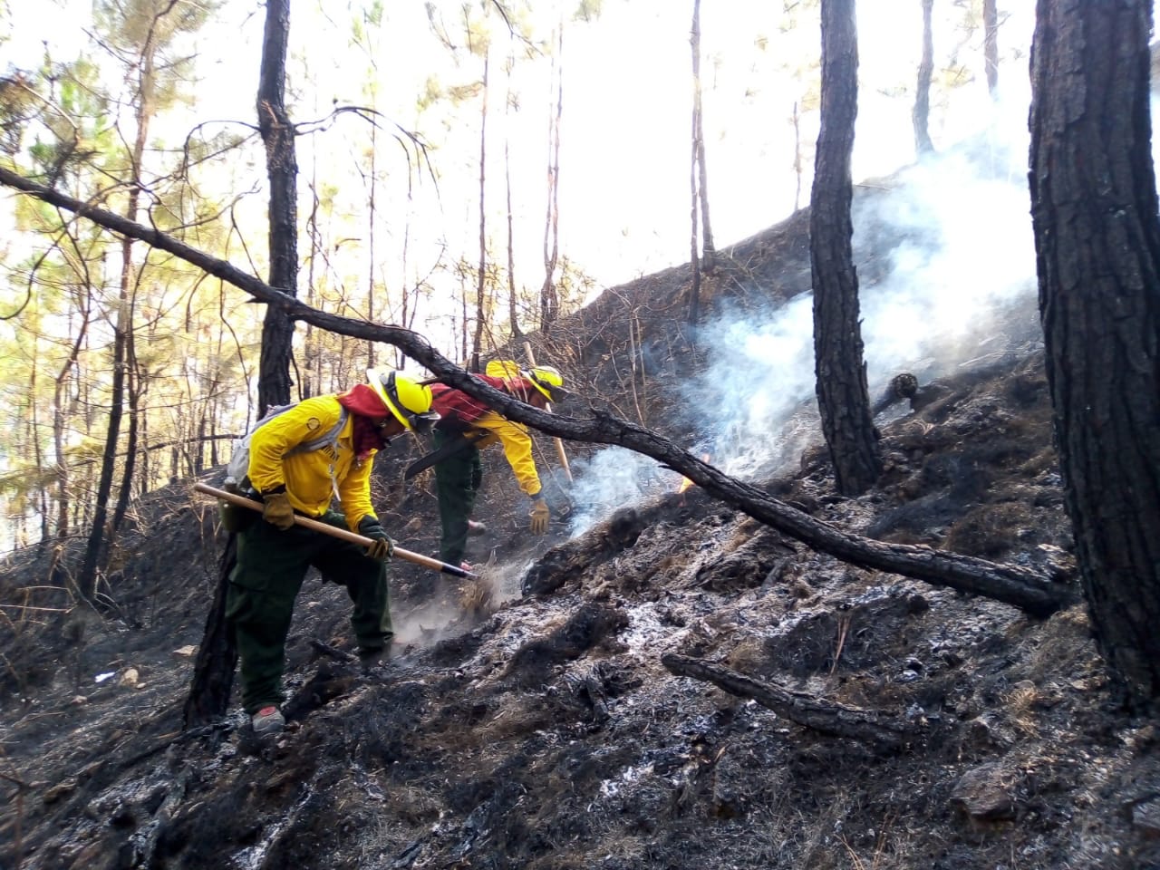 Casi 9 mil hectáreas de bosques han sido consumidas por incendios en Guatemala