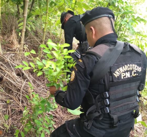 Destruyen 1 mil 300 arbustos de hoja de coca en Morales, Izabal