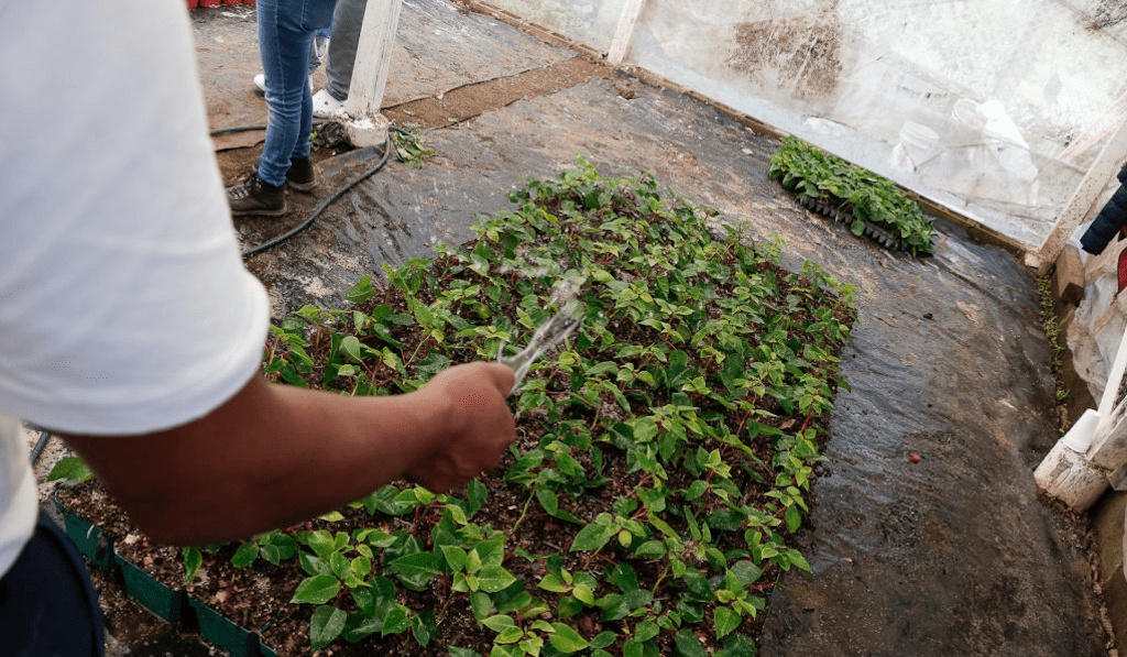 Jóvenes en proceso de reinserción cultivan pascuas