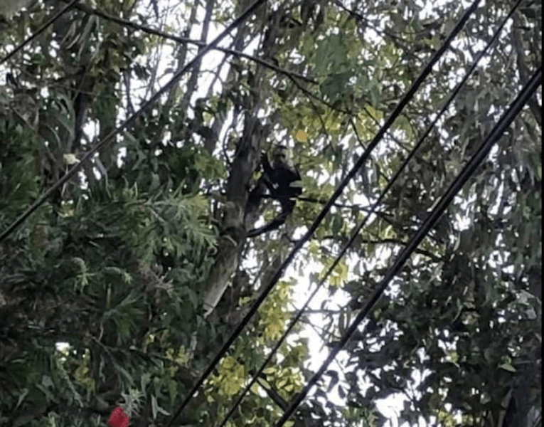 Localizan dos monos en colonia Cipresales de la zona 6