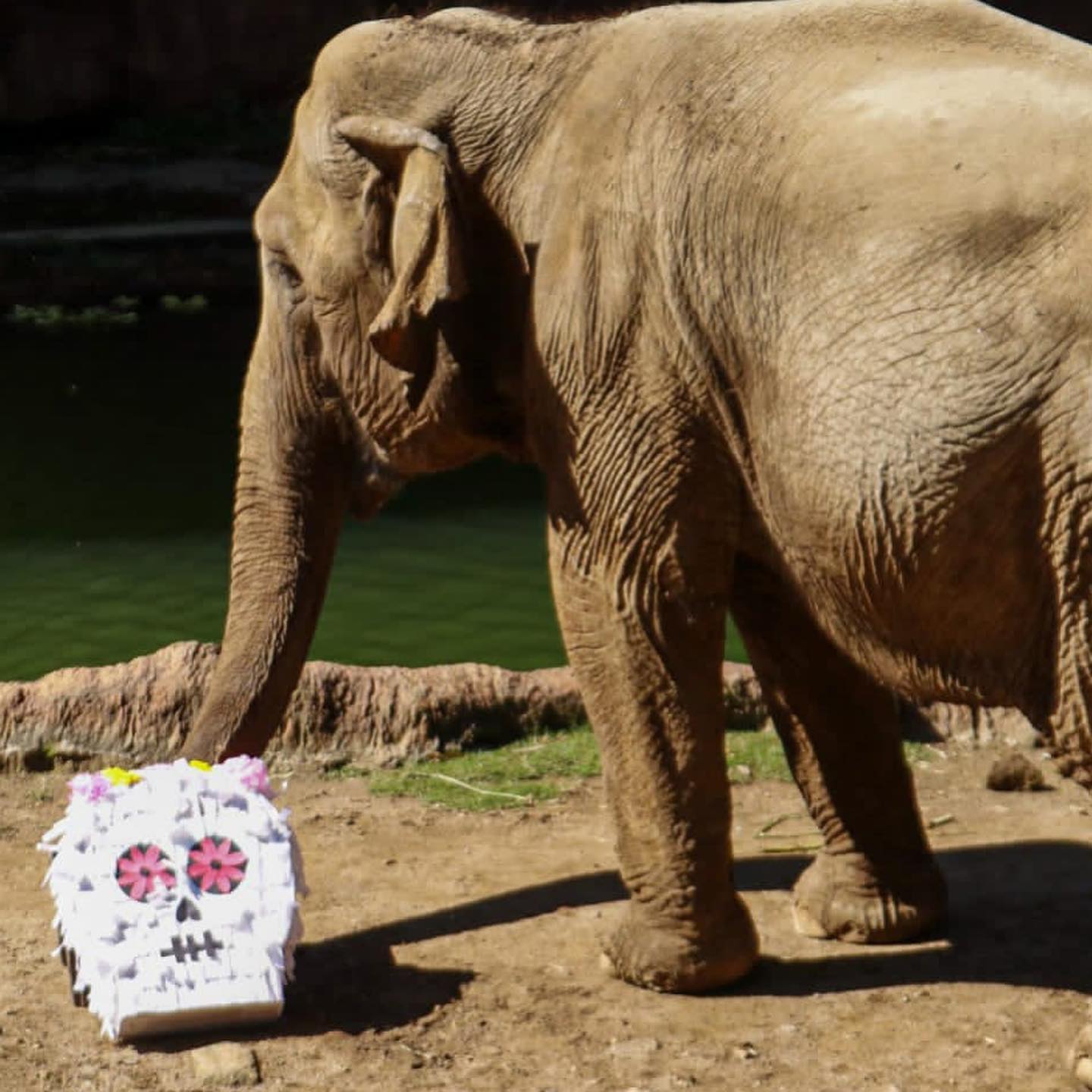 Zoológico La Aurora entrega regalos de Halloween a los animales