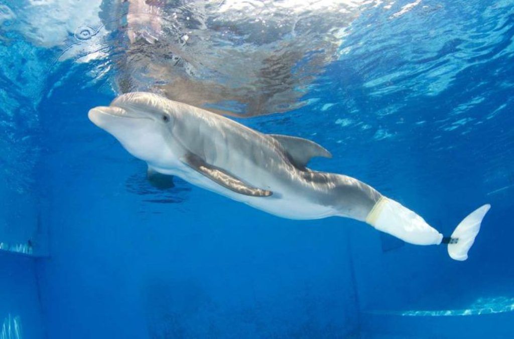 Muere Winter, la delfín protagonista de “Dolphin Tale”