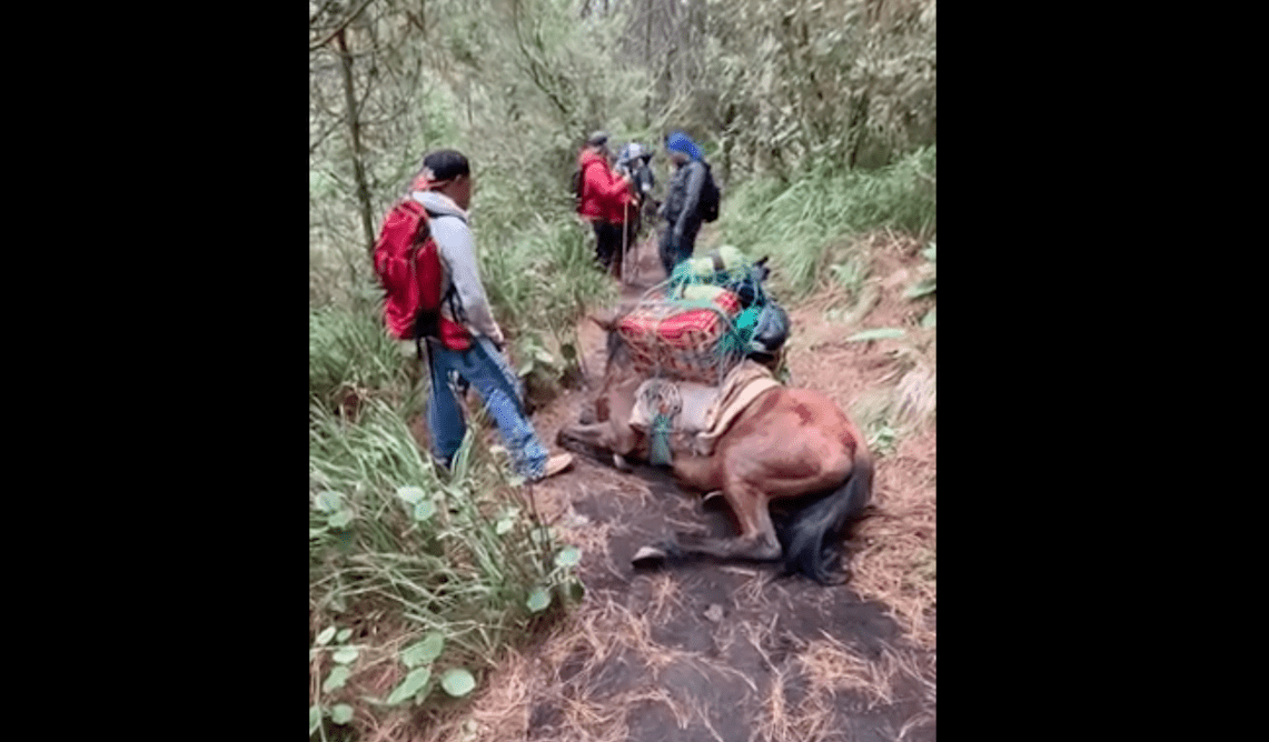 Con dramáticas imágenes denuncian maltrato animal contra caballo en volcán