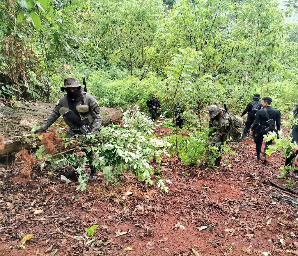 Localizan plantación de hoja de coca en El Estor