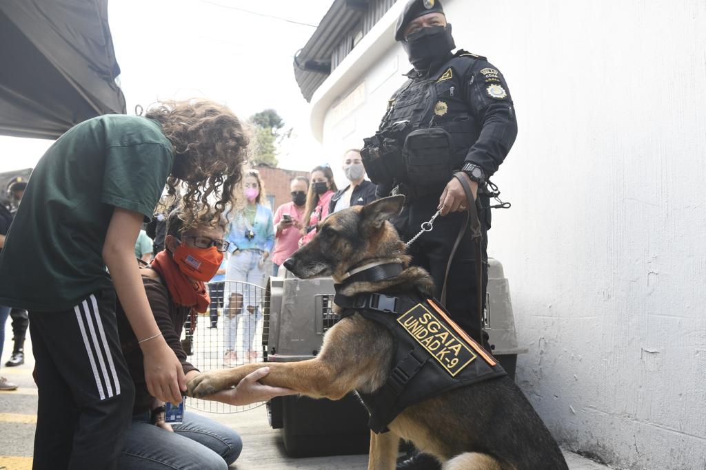 Darán en adopción a perros policías que combatieron el narcotráfico