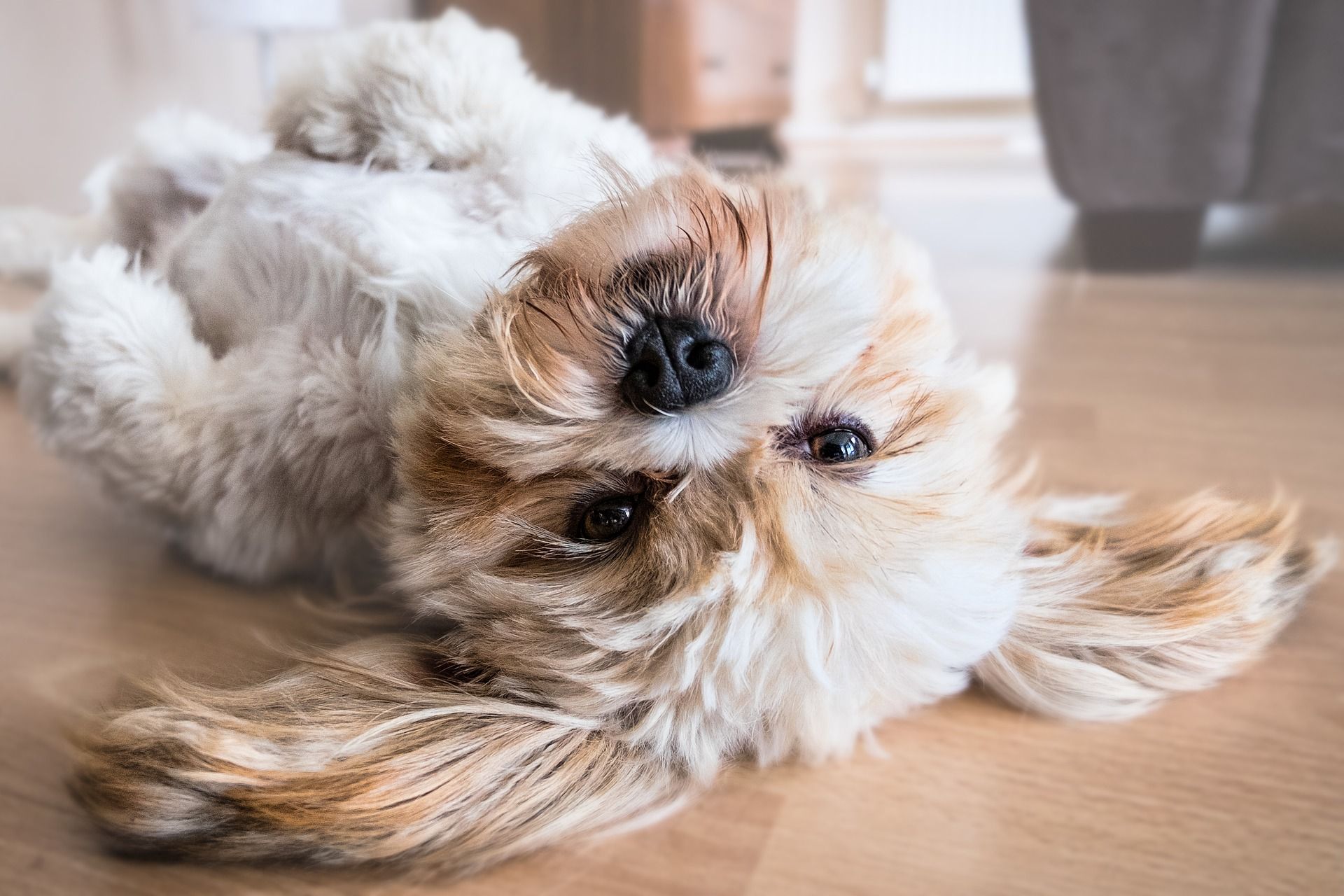 «Perros millennials»: ¿Las mascotas perciben antes o no los temblores?