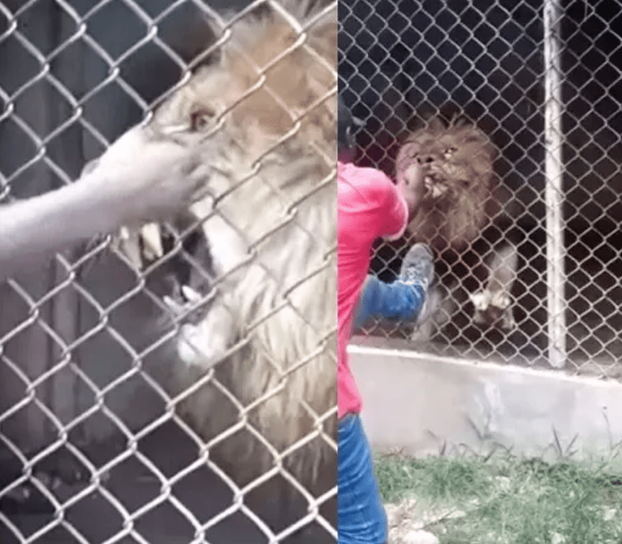 VIDEO. León le arranca el dedo a cuidador tras hacerlo enojar