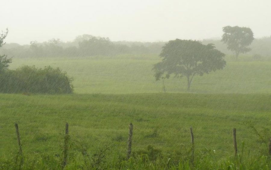 Lluvias afectan más de 100 hectáreas de maíz en Suchitepéquez