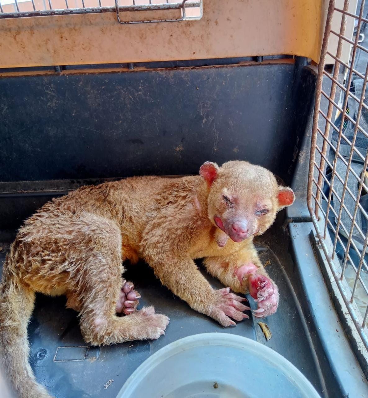 Conap presenta denuncia por maltrato contra un mico león que fue rescatado en Puerto Barrios