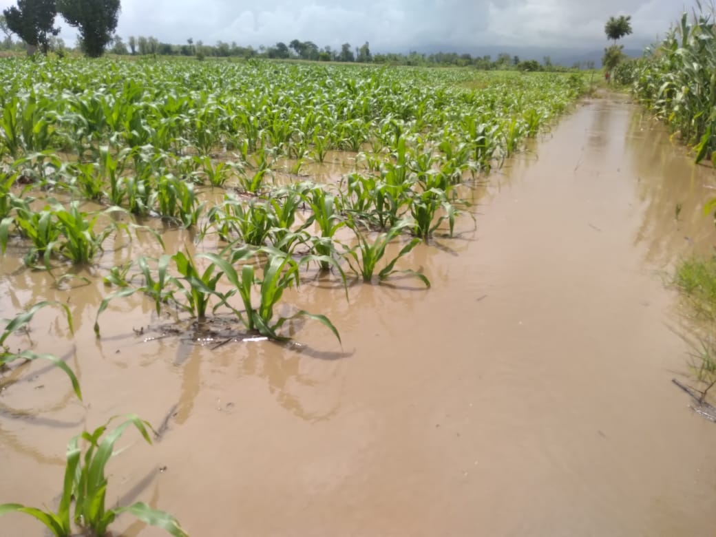 Más de 3 mil hectáreas de cultivos con daños por lluvias