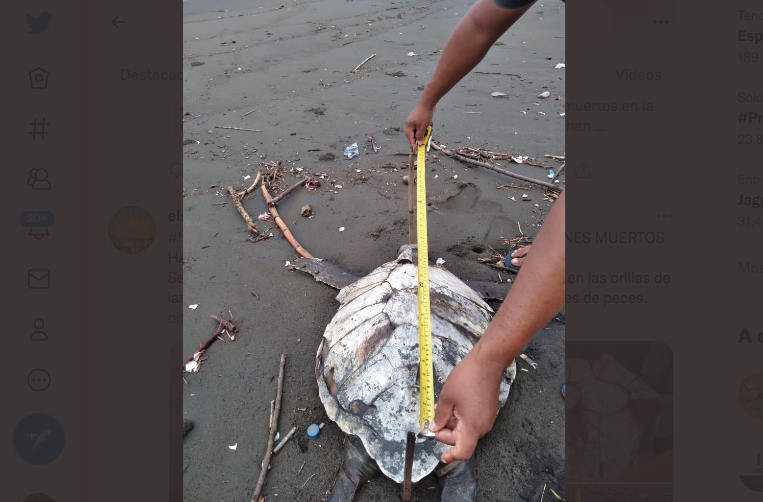 Investigan muerte de tortugas y delfines en Pacífico de Guatemala