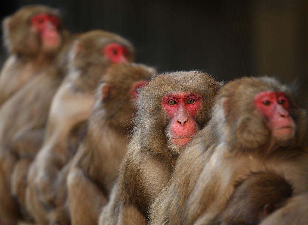 Más de 40 heridos por ataques de macacos en el oeste de Japón