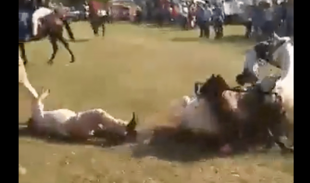 Video: muere jinete tras choque de caballos