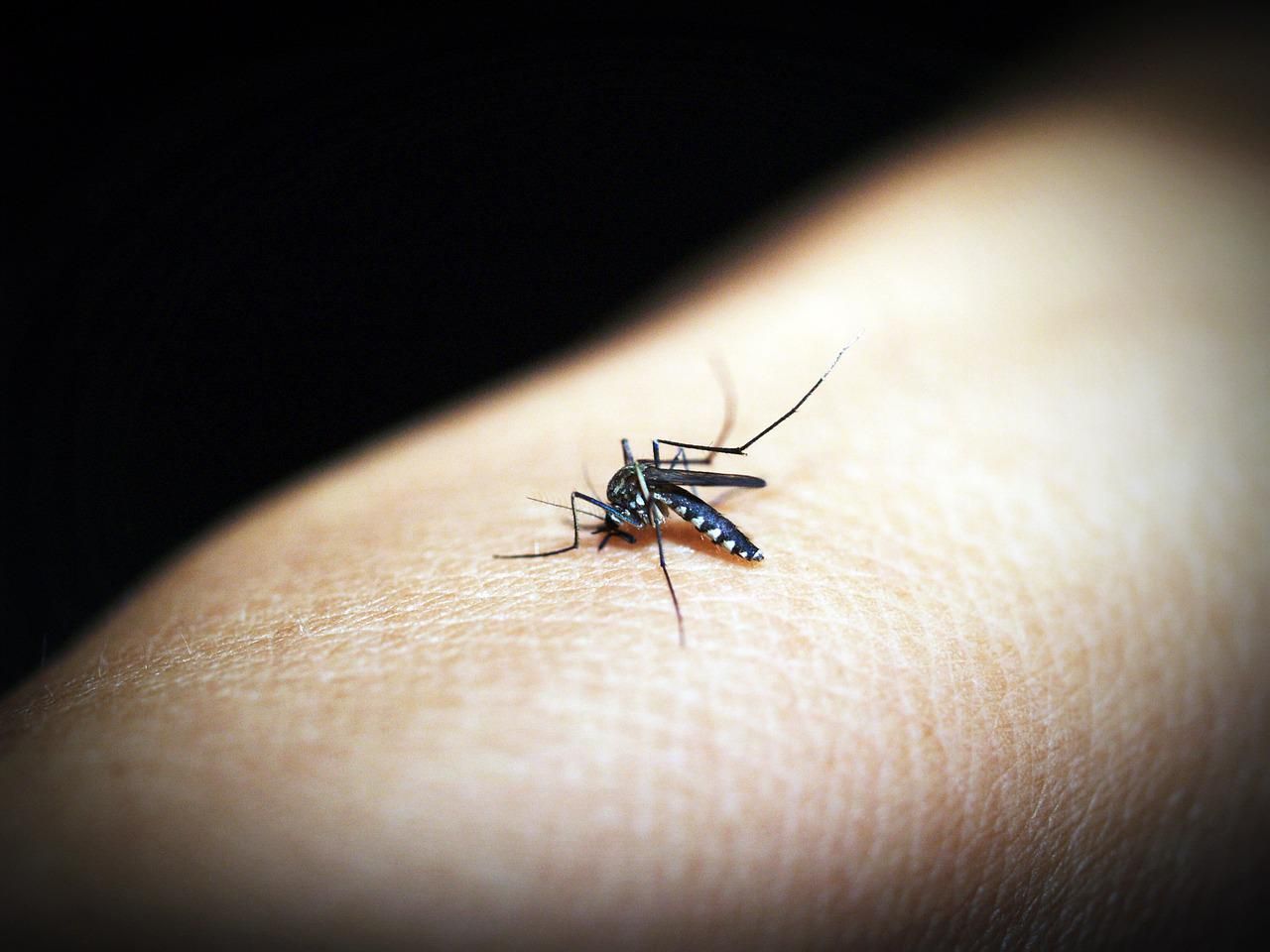 Ministerio de Salud alerta para evitar transmisión del dengue