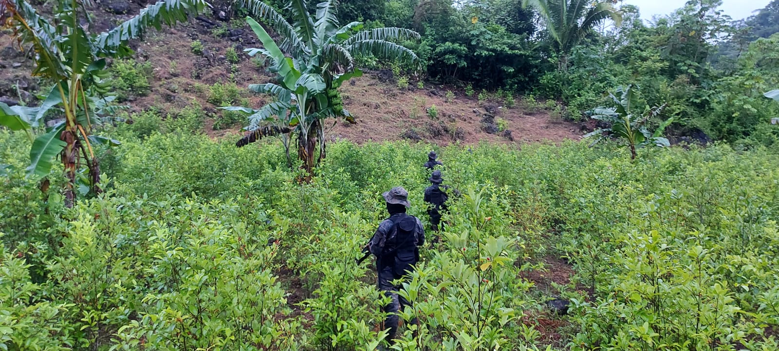 Localizan cuatro plantaciones de hoja de coca en Alta Verapaz