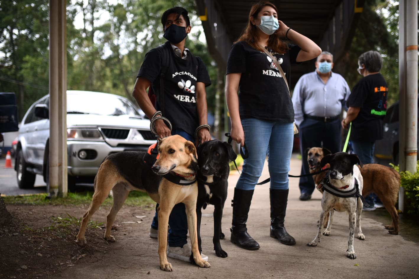 Campaña de vacunación contra la rabia, del Ministerio de Salud.