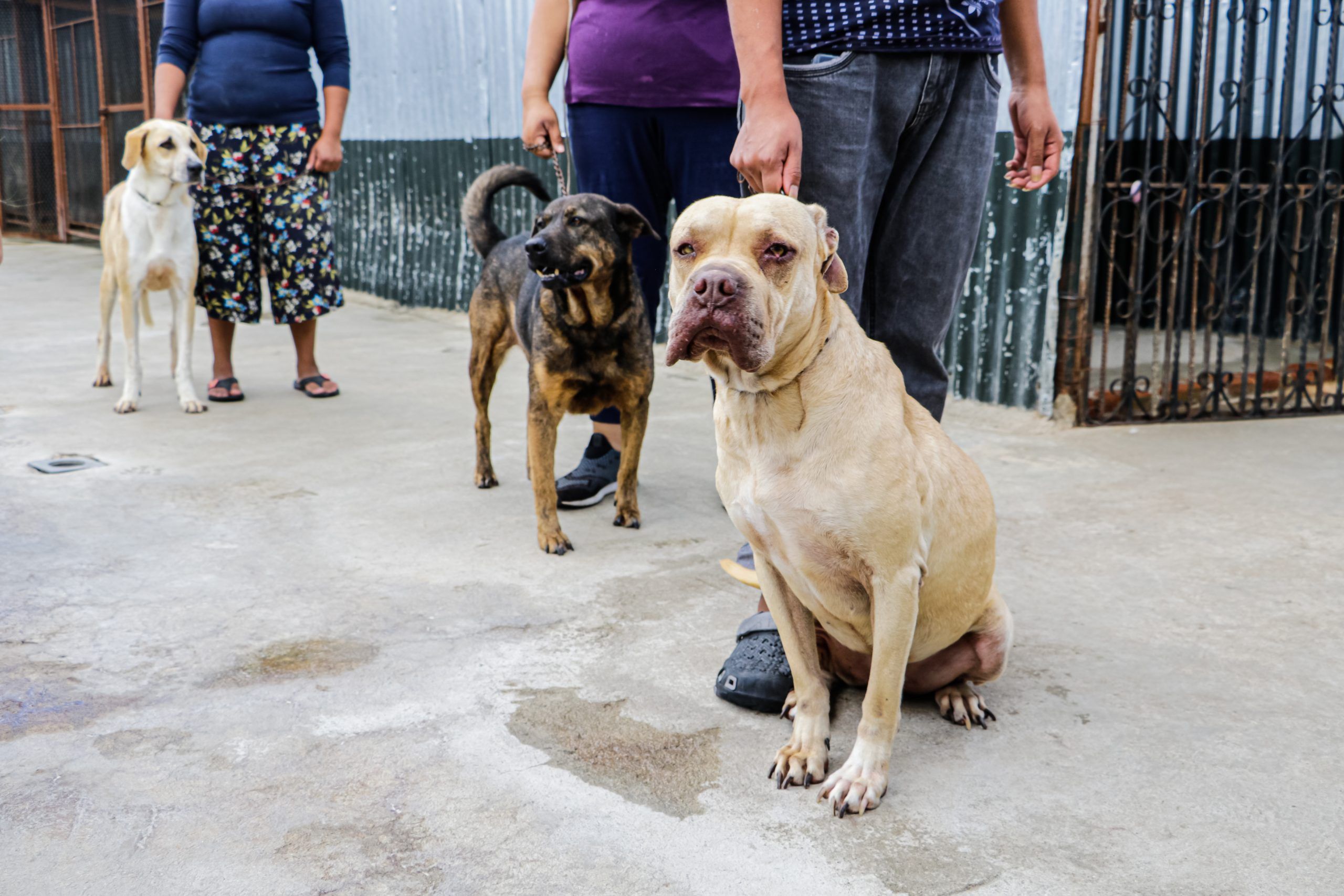 Por terminar la vacunación contra la rabia en perros y gatos