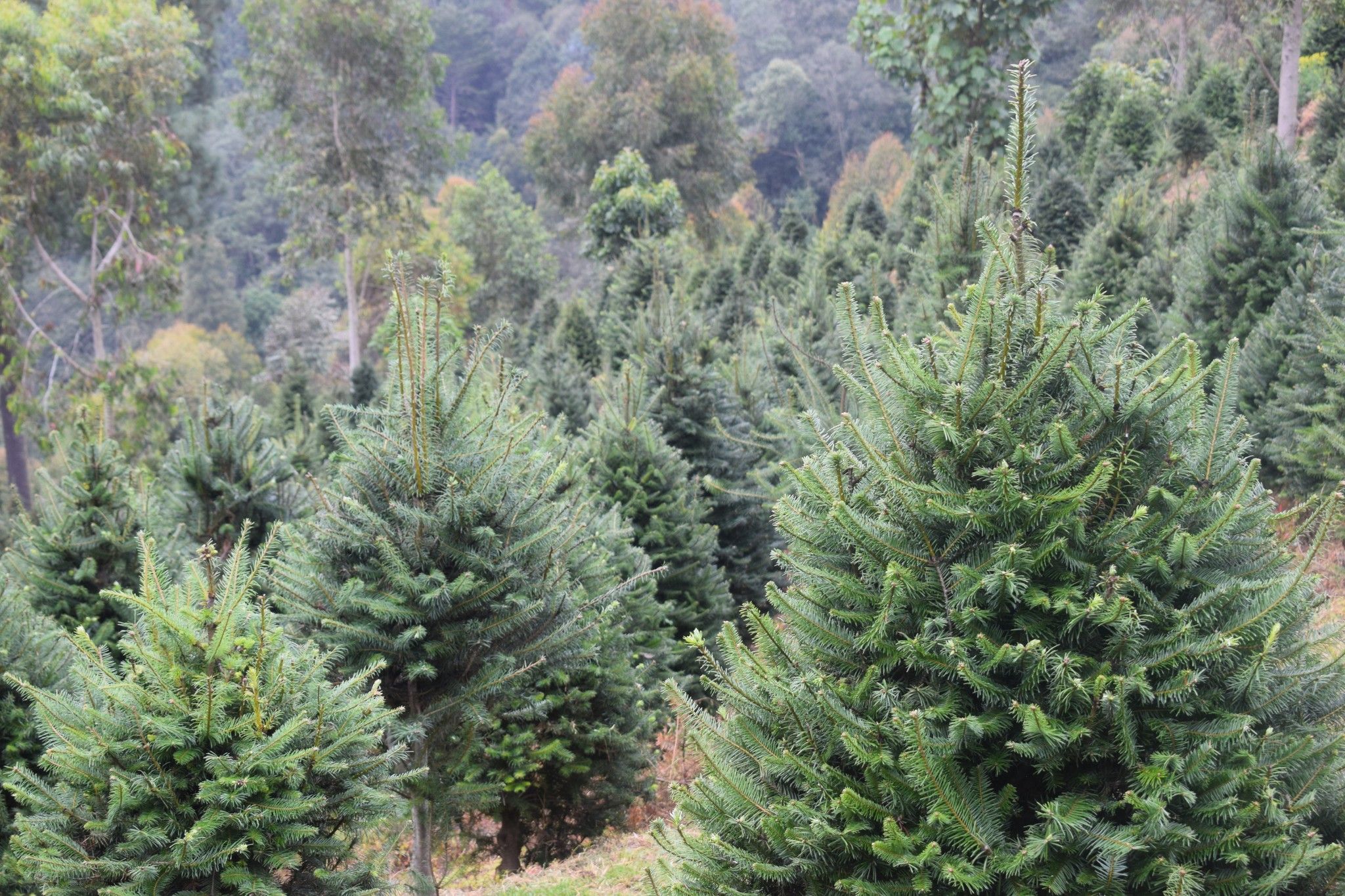 Guatemala protege de la Navidad al pinabete, árbol nativo cerca de desaparecer