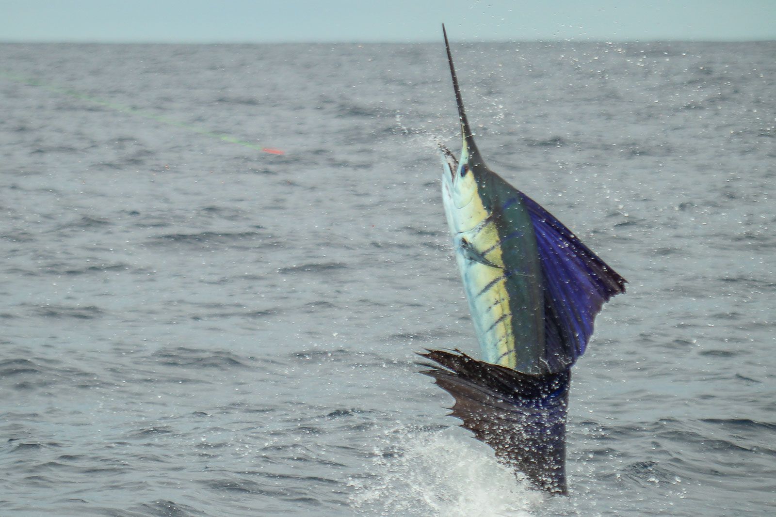 ¡Sorprendidos! Pescadores ocultaban peces vela en el Pacífico