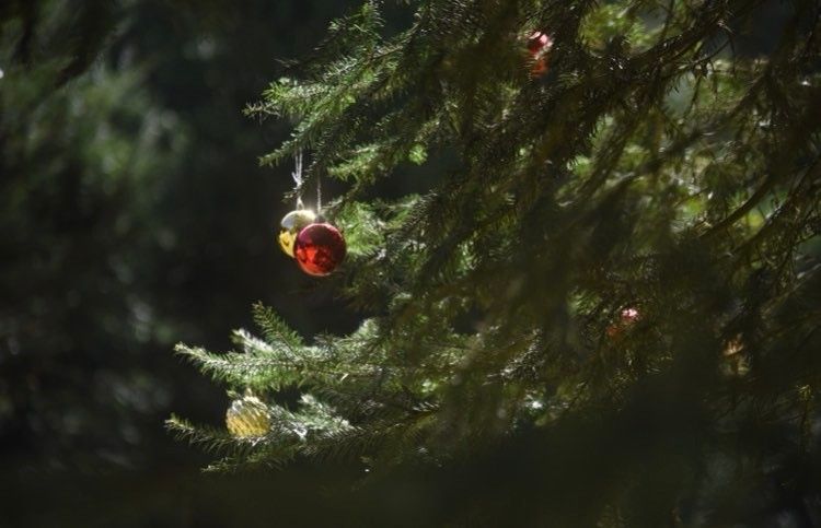 Tu arbolito de Navidad de pinabete espera por ti en estas plantaciones