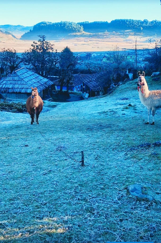 Ovejas y llamas de la Sierra compartió a través de redes sociales esta postal de Huehuetenango.