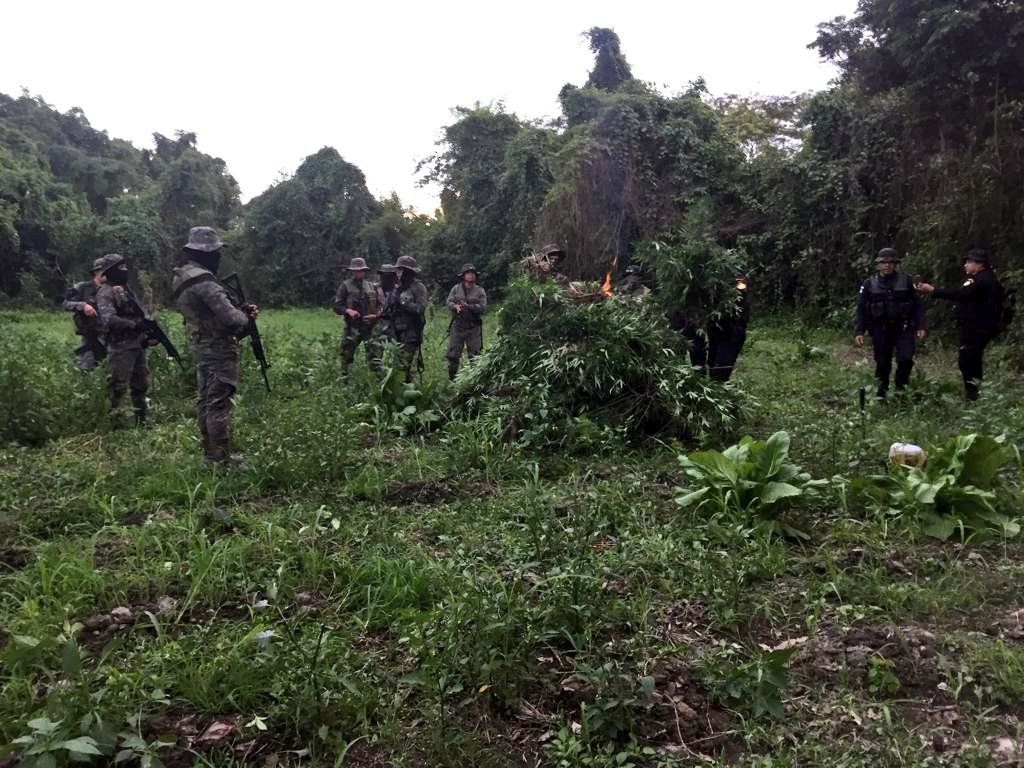 Erradican 48 mil matas de marihuana en Petén