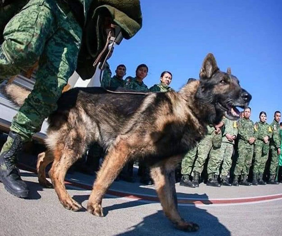 Proteo, el perro rescatista que falleció en las labores de búsqueda de víctimas en Turquía