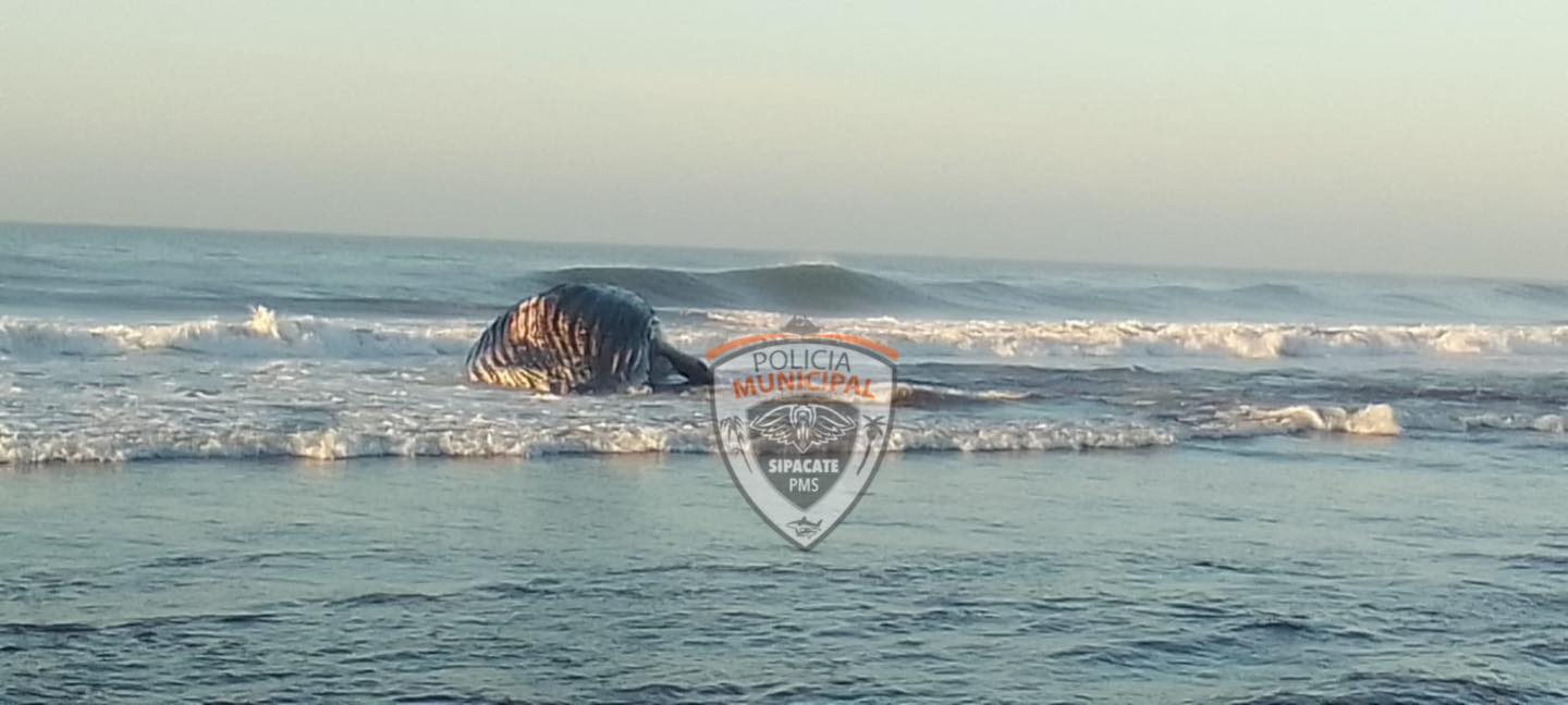 Vecinos encuentran a enorme ballena muerta en la playa de Sipacate