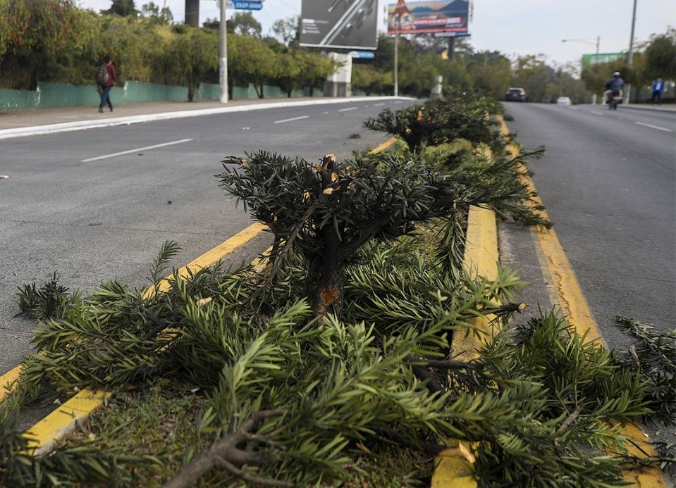 Nuevamente realizan tala ilegal de árboles en bulevar Juan Pablo II