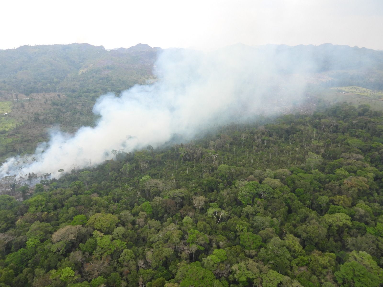 Incendios en Petén han afectado a distintas especies