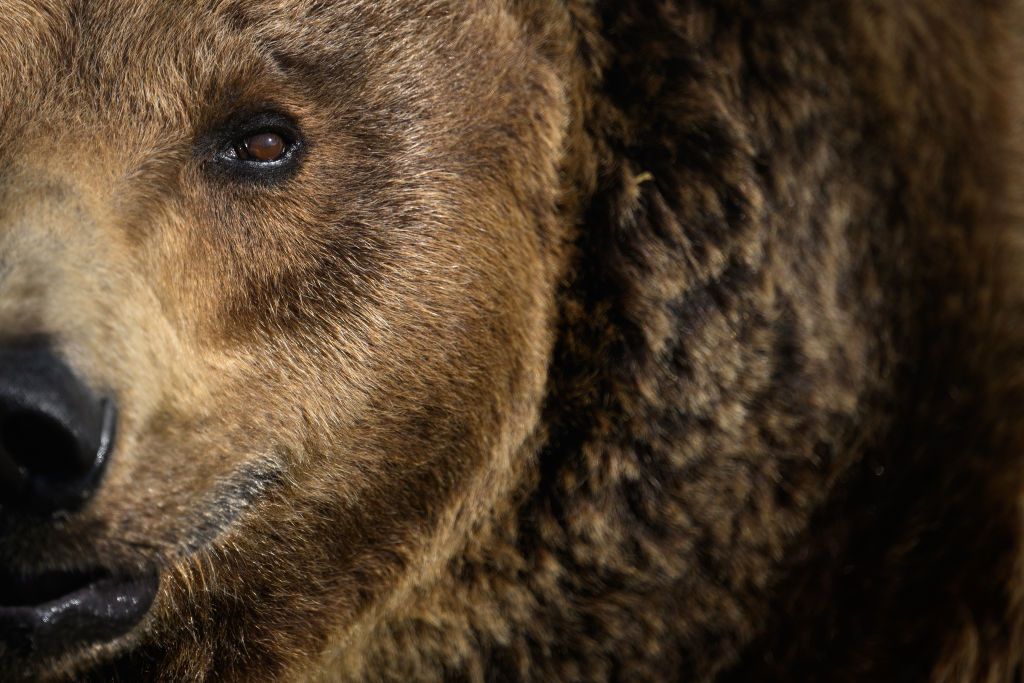 Oso mata a senderista, que intentó defenderse con sus bastones de senderismo