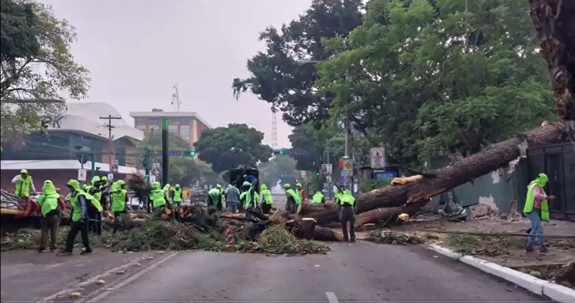 Árbol cae sobre 7ma. avenida de la zona 9