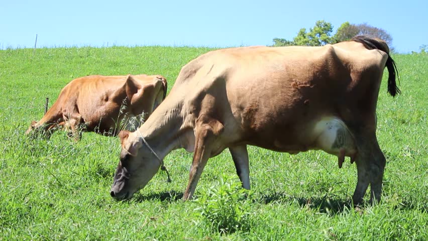 Guatemala reporta 14 casos de rabia bovina