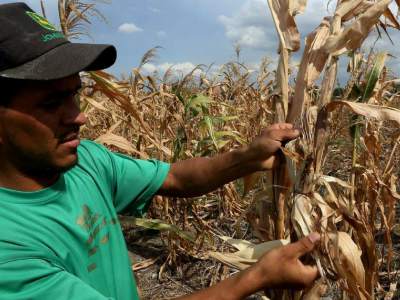 Sequía amenaza con una crisis alimentaria