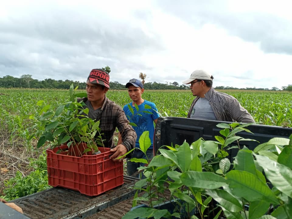 La lucha de la mayor selva de Centroamérica por sobrevivir a la ganadería ilegal