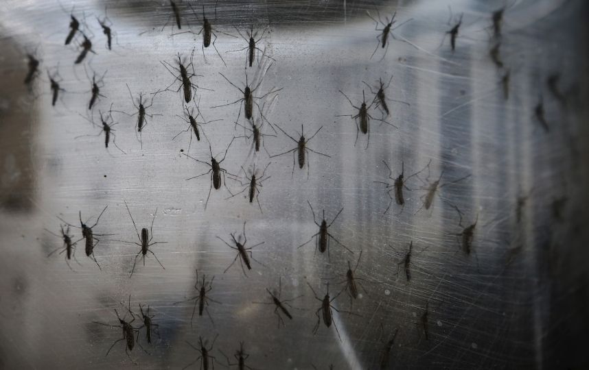 Salud reporta más de 40 mil casos de dengue