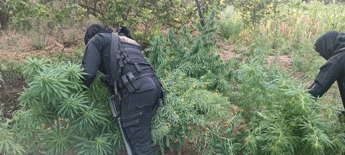 Erradican sembradío de marihuana valorado en más de Q5 millones