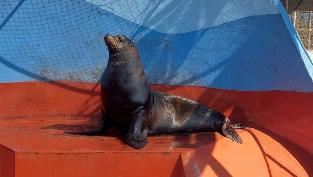 ¡Emotivo momento! Liberan a león marino en su hábitat