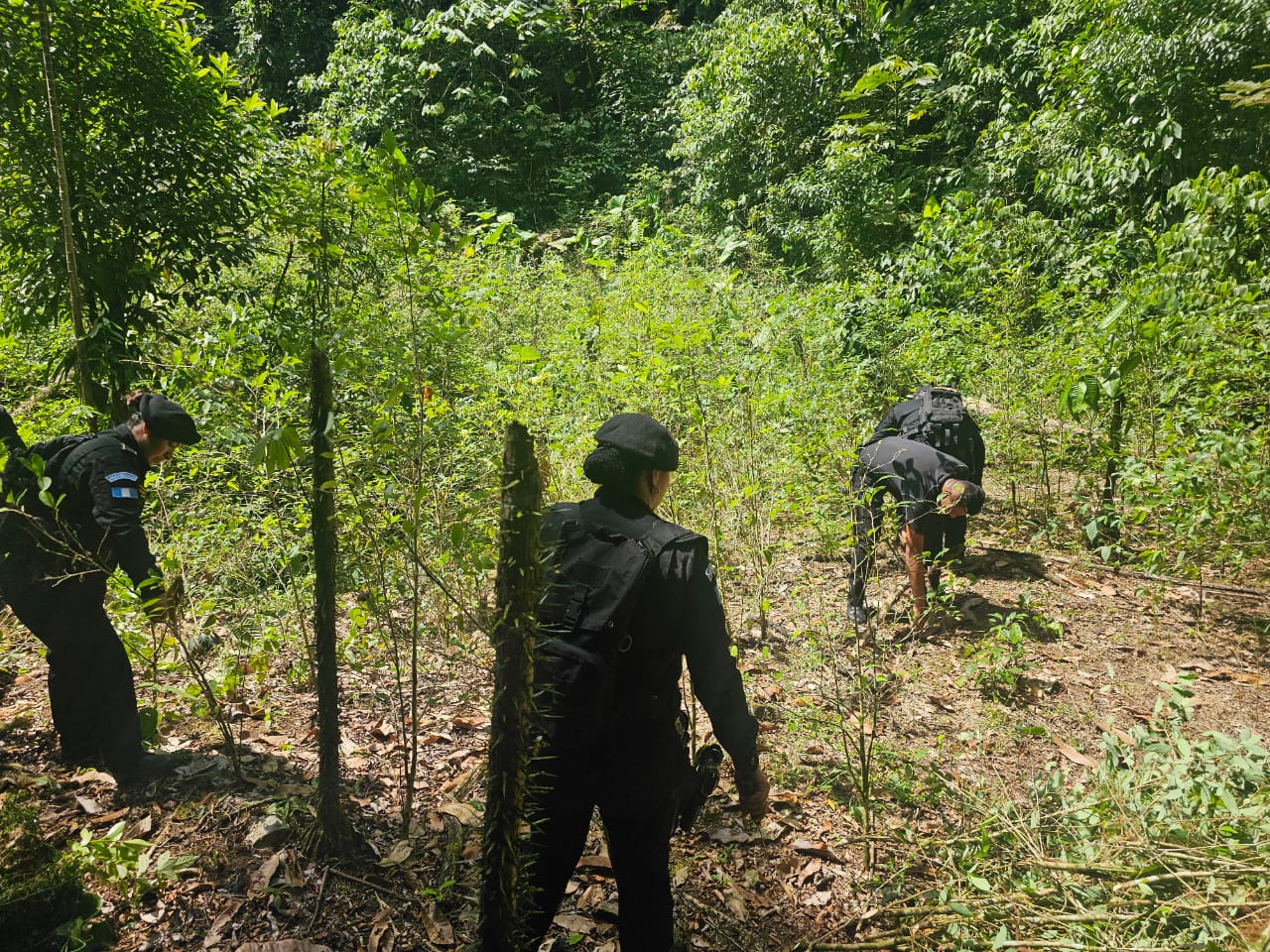 Localizan e incineran más de 14 mil arbustos de hoja de coca