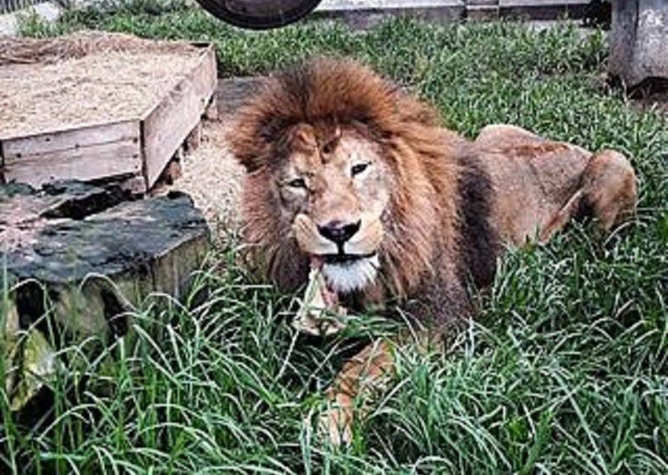 Muere Simba: practican eutanasia humanitaria a león del Zoológico Minerva en Quetzaltenango