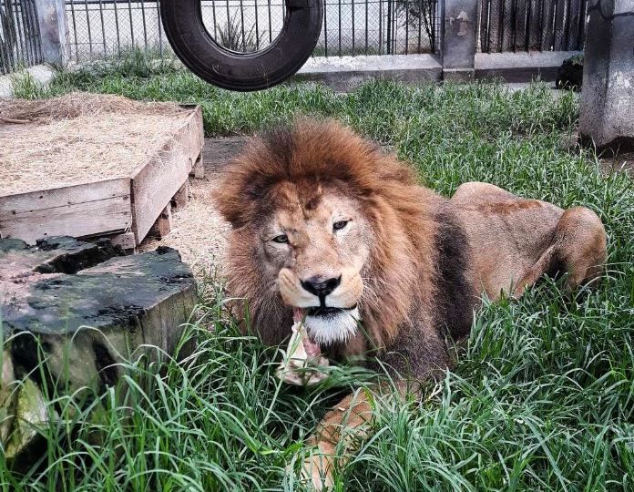 El león Simba será puesto a dormir antes del 15 de febrero