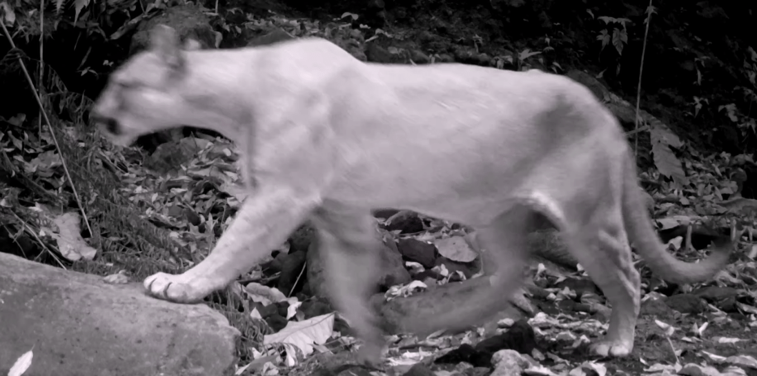 Venados de cola blanca y depredadores como pumas: las especies que habitan en volcán de Agua