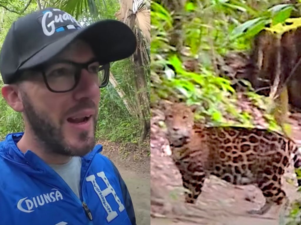 Encuentro inesperado en Tikal: Turista argentino se topa de frente con un jaguar