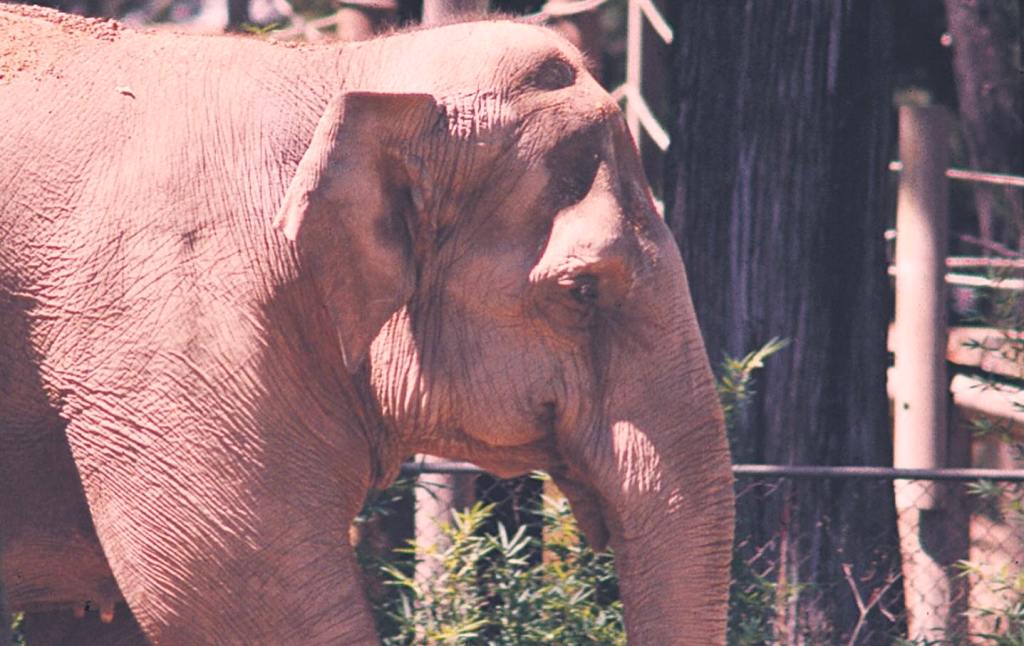 ¿Los conoces? Zoológico La Aurora continúa búsqueda de niños que nombraron a «La Mocosita»