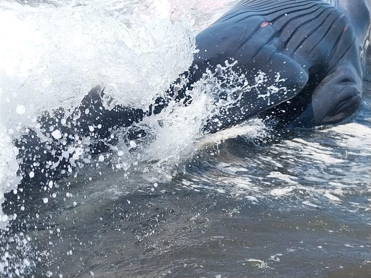 Hallan una ballena fallecida en playas del Pacífico