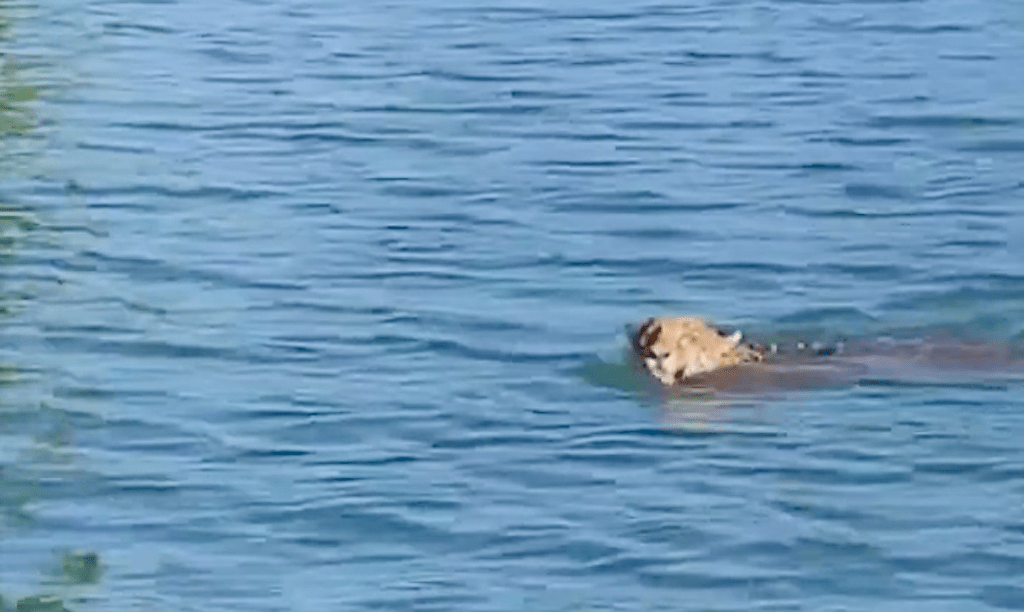 VIDEO. Jaguar sorprende nadando en río de Izabal