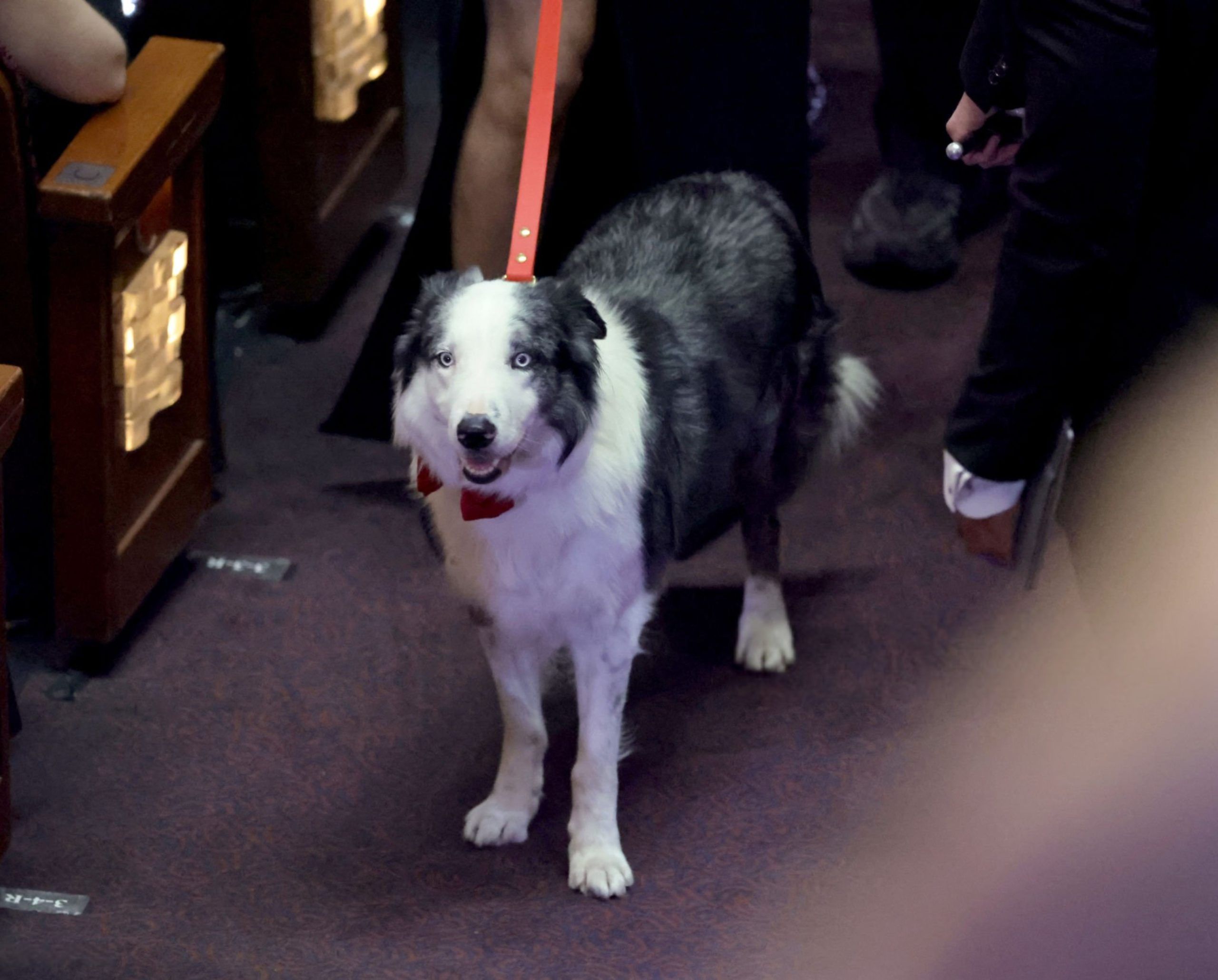 ¿Engaño? La verdad de presencia de Messi, el perro actor, en los Oscar