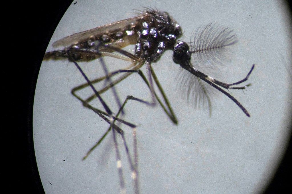 Salud emite alerta epidemiológica por temporada de transmisión del dengue